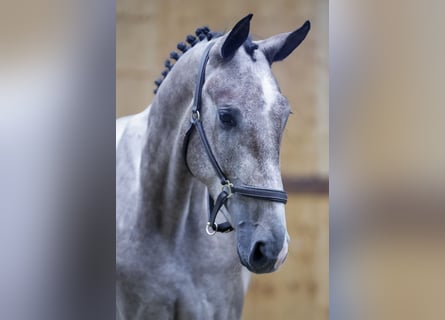 Belgisches Warmblut, Wallach, 3 Jahre, 167 cm, Schimmel