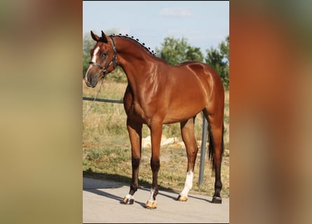 Belgisches Warmblut, Wallach, 3 Jahre, 170 cm, Brauner