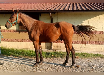 Belgisches Warmblut, Wallach, 3 Jahre, 170 cm, Brauner