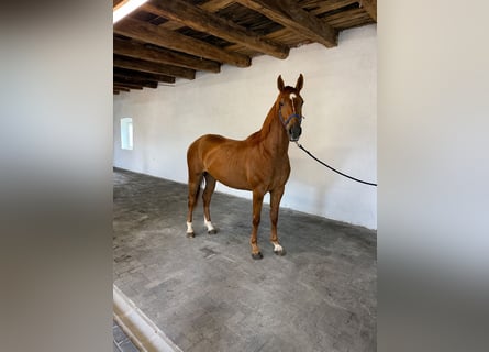 Belgisches Warmblut, Wallach, 3 Jahre, 170 cm, Fuchs