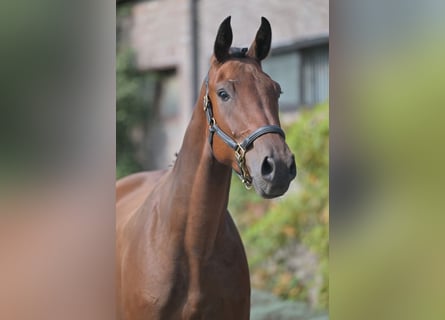 Belgisches Warmblut, Wallach, 3 Jahre, 170 cm, Rotbrauner