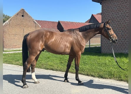 Belgisches Warmblut, Wallach, 3 Jahre, 171 cm, Brauner