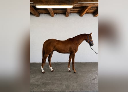 Belgisches Warmblut, Wallach, 3 Jahre, 172 cm, Dunkelfuchs