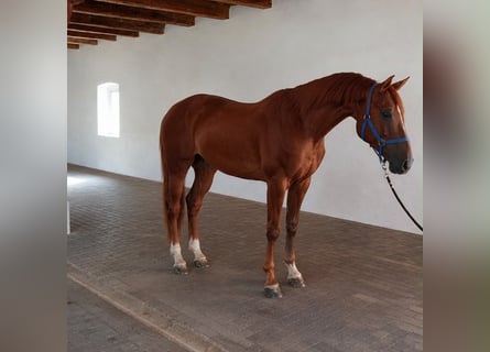 Belgisches Warmblut, Wallach, 3 Jahre, 172 cm, Dunkelfuchs