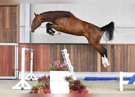 Belgisches Warmblut, Wallach, 3 Jahre, 172 cm, Rotbrauner