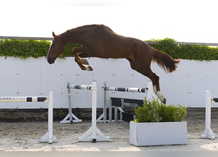 Belgisches Warmblut, Wallach, 3 Jahre, 175 cm, Fuchs