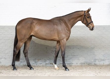 Belgisches Warmblut, Wallach, 3 Jahre, Rotbrauner