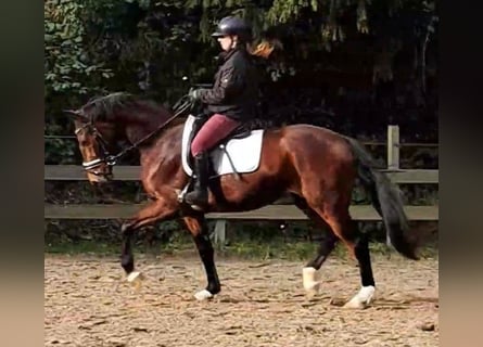 Belgisches Warmblut, Wallach, 4 Jahre, 162 cm, Brauner