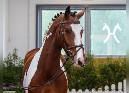 Belgisches Warmblut, Wallach, 4 Jahre, 163 cm, Schecke