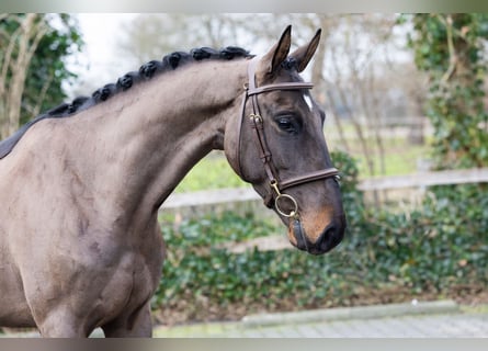 Belgisches Warmblut, Wallach, 4 Jahre, 163 cm