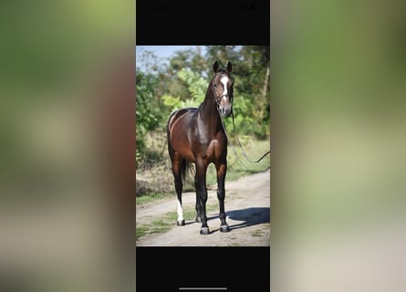 Belgisches Warmblut, Wallach, 4 Jahre, 164 cm, Brauner