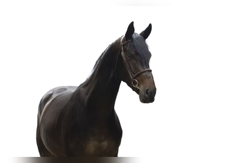 Belgisches Warmblut, Wallach, 4 Jahre, 165 cm, Dunkelbrauner