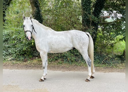 Belgisches Warmblut, Wallach, 4 Jahre, 165 cm, Schimmel