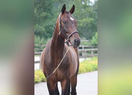 Belgisches Warmblut, Wallach, 4 Jahre, 166 cm, Dunkelbrauner