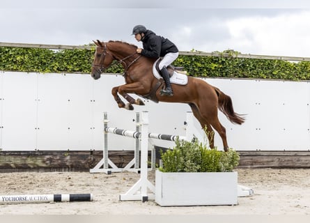 Belgisches Warmblut, Wallach, 4 Jahre, 169 cm, Fuchs