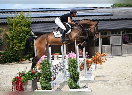 Belgisches Warmblut, Wallach, 4 Jahre, 170 cm, Brauner