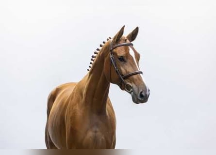 Belgisches Warmblut, Wallach, 4 Jahre, 170 cm, Fuchs