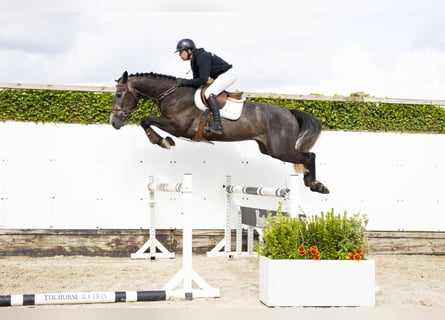 Belgisches Warmblut, Wallach, 4 Jahre, 170 cm, Schimmel