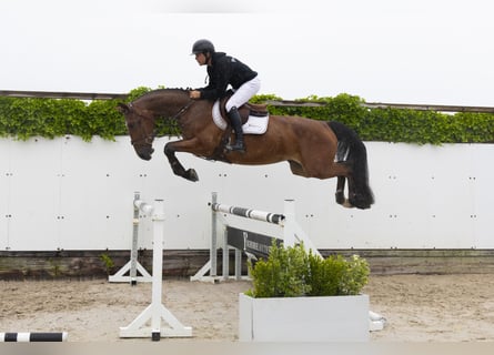 Belgisches Warmblut, Wallach, 4 Jahre, 171 cm, Schimmel