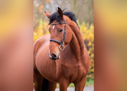 Belgisches Warmblut, Wallach, 4 Jahre, 172 cm, Brauner