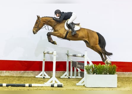 Belgisches Warmblut, Wallach, 4 Jahre, 172 cm, Brauner