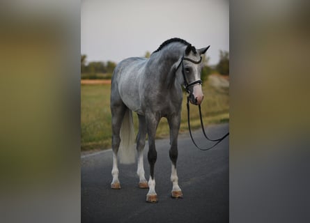 Belgisches Warmblut, Wallach, 4 Jahre, 172 cm, Schimmel