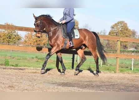 Belgisches Warmblut, Wallach, 4 Jahre, 175 cm, Brauner