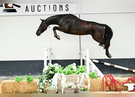 Belgisches Warmblut, Wallach, 4 Jahre, Brauner