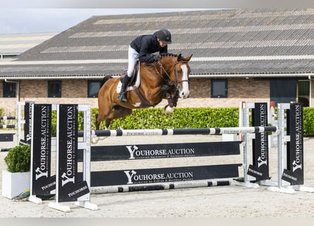 Belgisches Warmblut, Wallach, 5 Jahre, 161 cm, Brauner