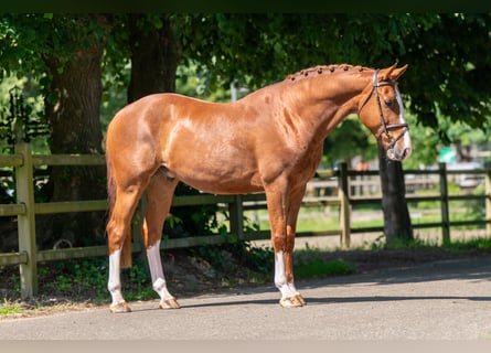 Belgisches Warmblut, Wallach, 5 Jahre, 161 cm, Fuchs