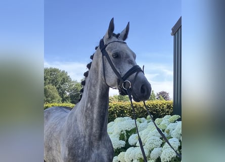 Belgisches Warmblut, Wallach, 5 Jahre, 164 cm, Schimmel