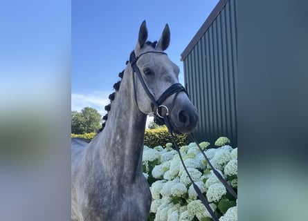 Belgisches Warmblut, Wallach, 5 Jahre, 164 cm, Schimmel