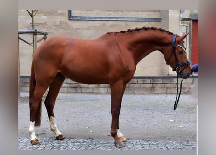 Belgisches Warmblut, Wallach, 5 Jahre, 165 cm, Dunkelfuchs