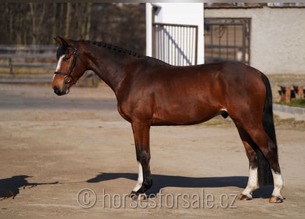 Belgisches Warmblut, Wallach, 5 Jahre, 166 cm, Brauner