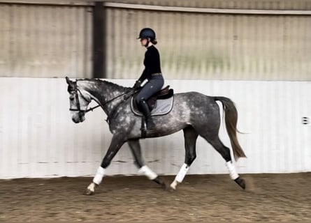 Belgisches Warmblut, Wallach, 5 Jahre, 166 cm, Schimmel