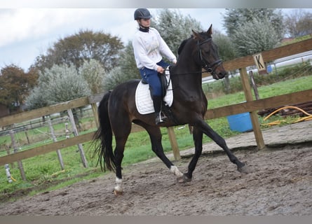 Belgisches Warmblut, Wallach, 5 Jahre, 168 cm, Dunkelbrauner