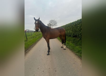 Belgisches Warmblut, Wallach, 5 Jahre, 169 cm, Brauner