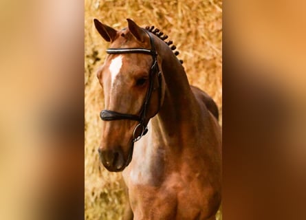 Belgisches Warmblut, Wallach, 5 Jahre, 169 cm, Fuchs