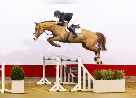 Belgisches Warmblut, Wallach, 5 Jahre, 169 cm, Fuchs