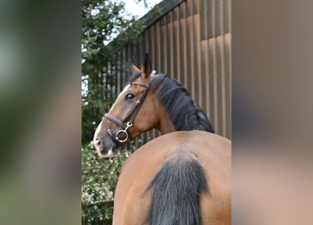 Belgisches Warmblut, Wallach, 5 Jahre, 170 cm, Brauner