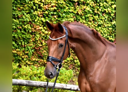 Belgisches Warmblut, Wallach, 5 Jahre, 173 cm, Dunkelfuchs