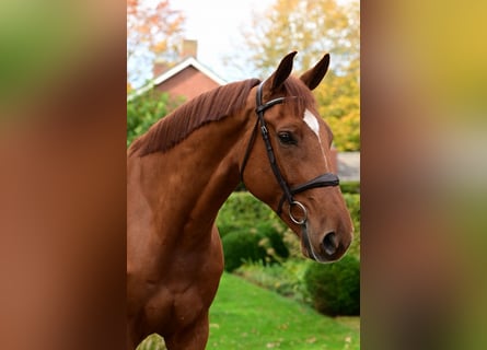 Belgisches Warmblut, Wallach, 5 Jahre, 173 cm, Fuchs