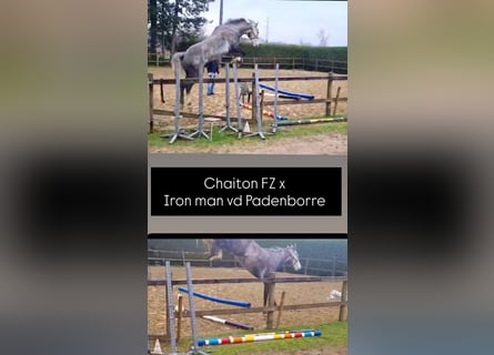 Belgisches Warmblut, Wallach, 5 Jahre, 173 cm, Schimmel