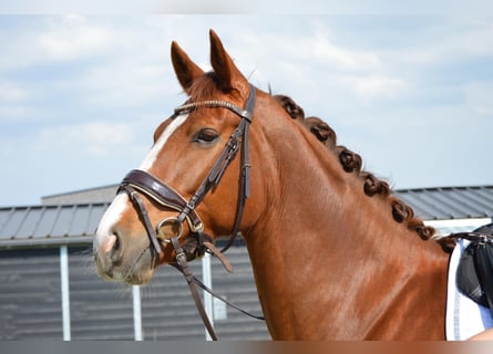 Belgisches Warmblut, Wallach, 5 Jahre, 175 cm, Fuchs