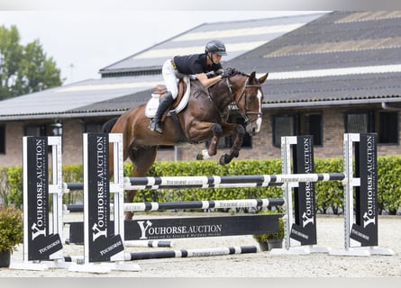 Belgisches Warmblut, Wallach, 5 Jahre, Brauner