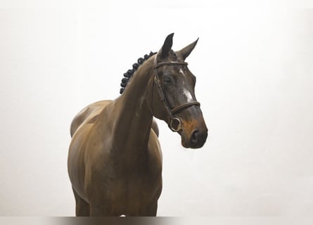 Belgisches Warmblut, Wallach, 5 Jahre, Dunkelbrauner