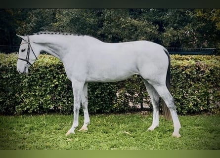 Belgisches Warmblut, Wallach, 5 Jahre, Schimmel