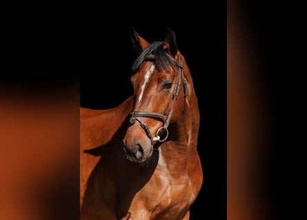 Belgisches Warmblut, Wallach, 6 Jahre, 163 cm, Rotbrauner