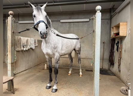 Belgisches Warmblut, Wallach, 6 Jahre, 167 cm, Schimmel