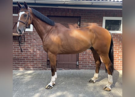 Belgisches Warmblut, Wallach, 6 Jahre, 170 cm, Brauner